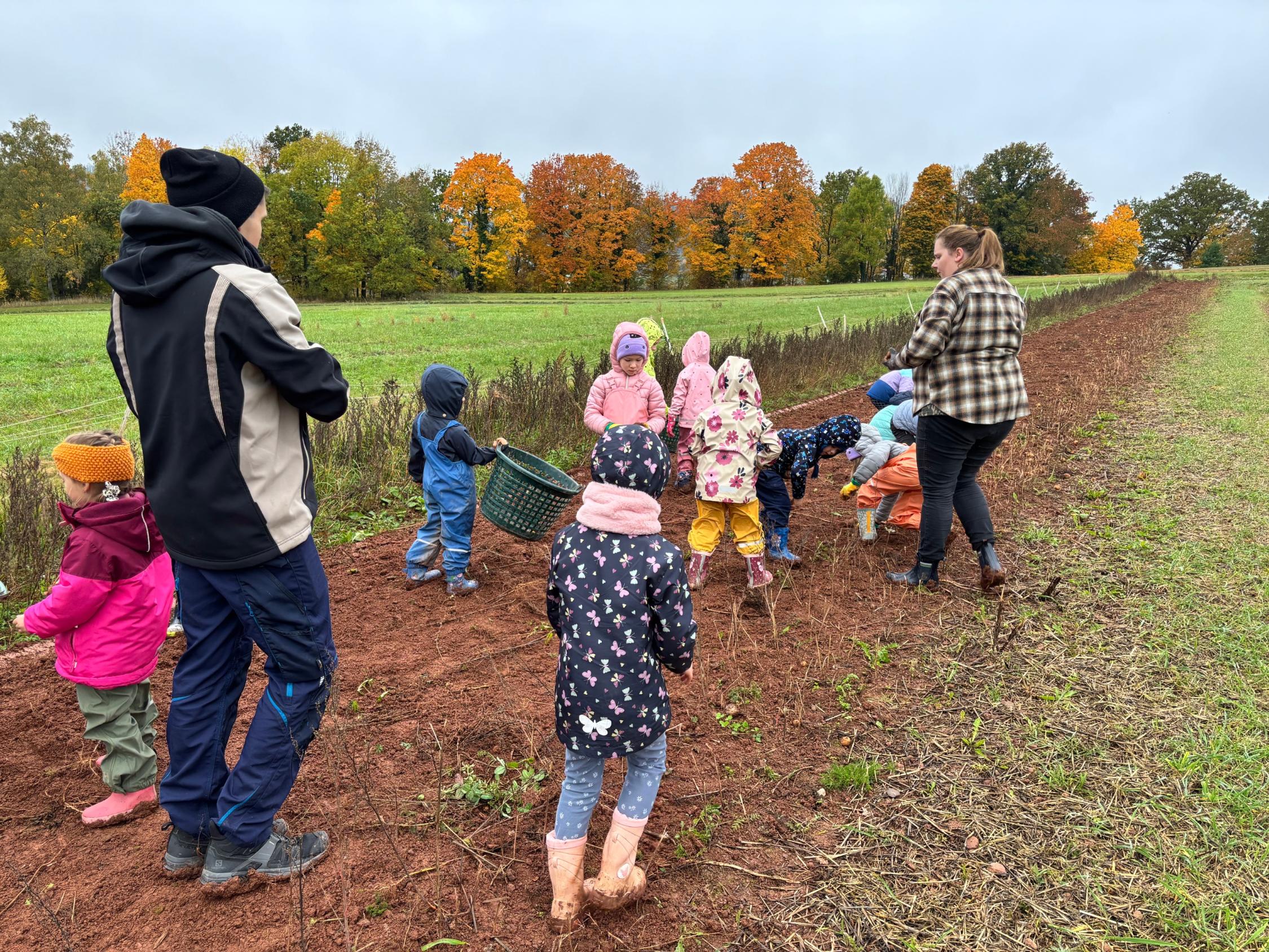 Kinder sammeln Kartoffeln auf dem Feld