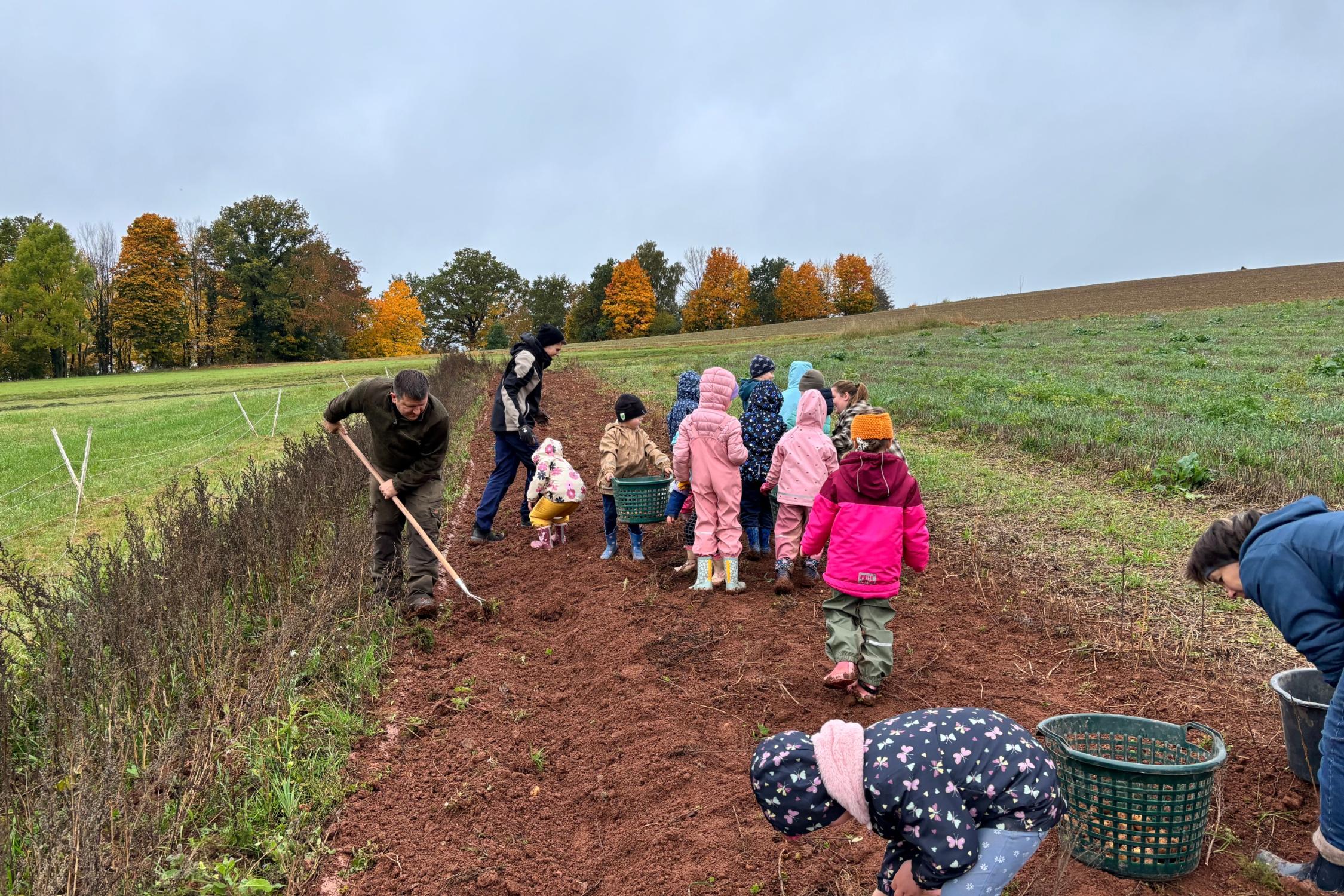 Kinder sammeln Kartoffeln auf dem Feld