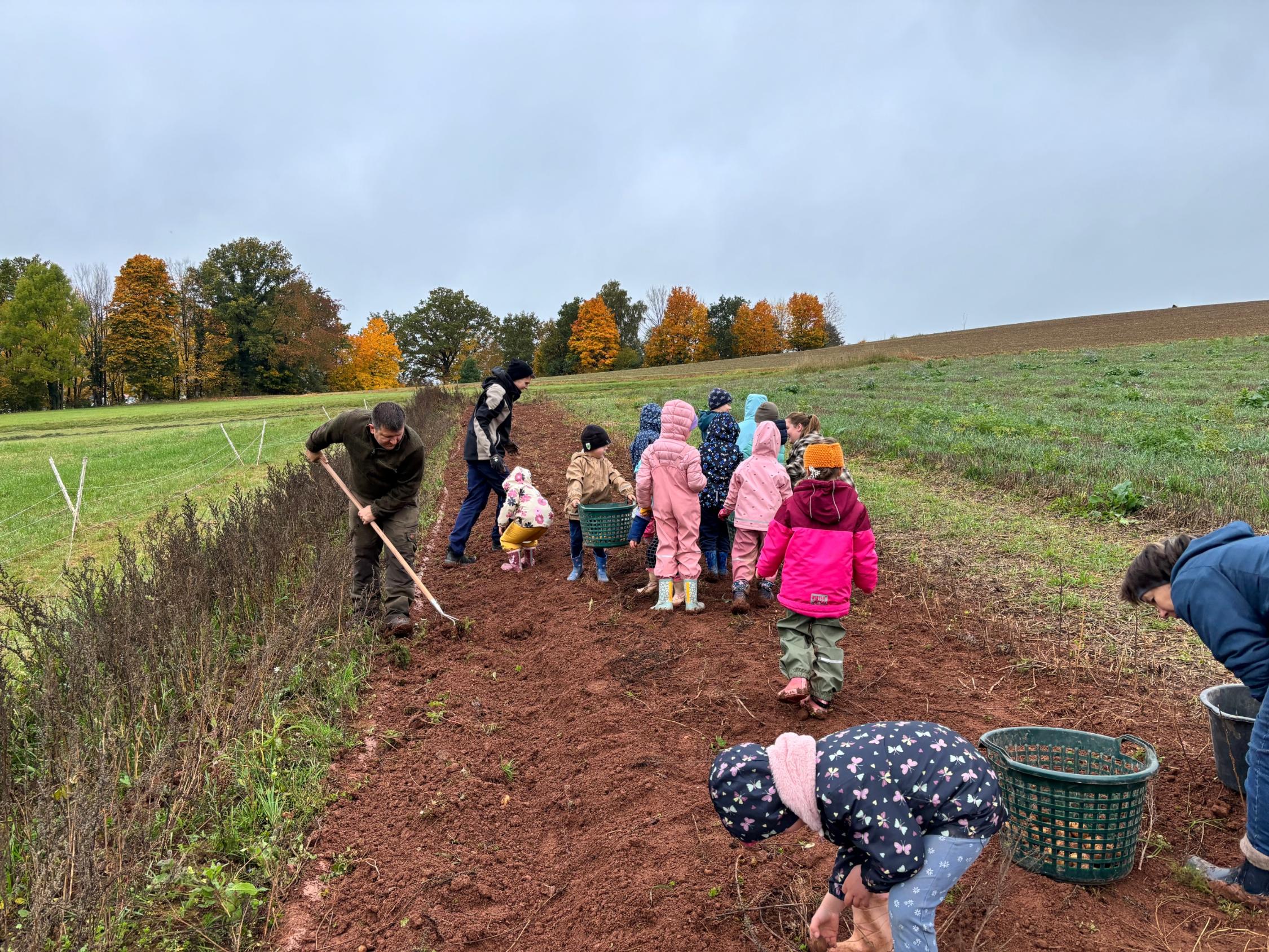 Kinder sammeln Kartoffeln auf dem Feld